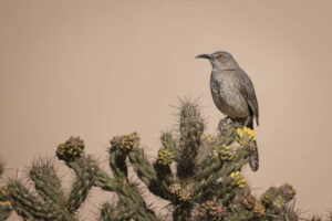 Curved-bill thrasher perched on cholla